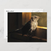 ベビー ポストカード (正面/裏面)