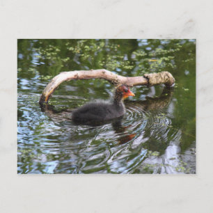 ベビー ポストカード