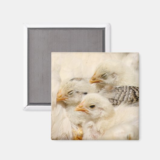 ベビー マグネット (正面/裏面)