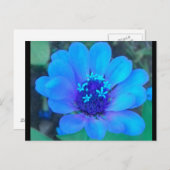 ベビー《植物》百日草の青はがき ポストカード (正面/裏面)
