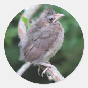 ベビー(鳥)ショウジョウコウカンチョウシール ラウンドシール