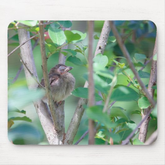 ベビー（鳥）ショウジョウコウカンチョウスリープ マウスパッド (正面)