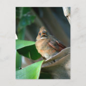 ベビー（鳥）ショウジョウコウカンチョウワイルドライフキュート写真 ポストカード (正面)