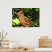 ベビー（鳥）ショウジョウコウカンチョウ ポスター (キッチン)