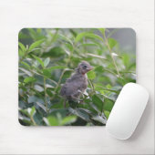 ベビー（鳥）ショウジョウコウカンチョウ マウスパッド (マウス)