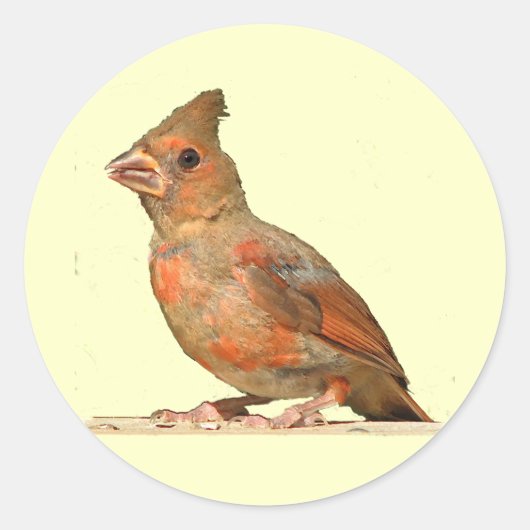 ベビー(鳥)ショウジョウコウカンチョウ ラウンドシール (正面)