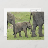 ベビー、Loxodonta 3を持つ女性のアフリカゾウ ポストカード (正面/裏面)
