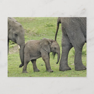 ベビー、Loxodonta 3を持つ女性のアフリカゾウ ポストカード