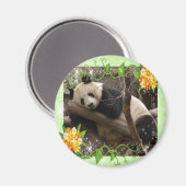 ベビー-panda-00018-85x85 マグネット (正面/裏面)