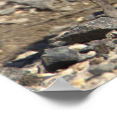 ベビーGeeseフォトポスター ポスター (角)