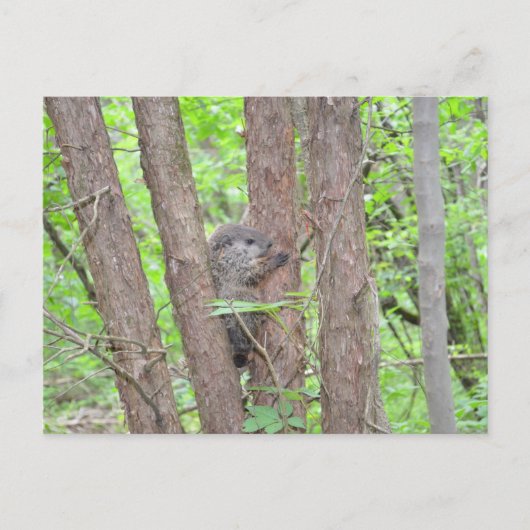 ベビーGroundhogはがき ポストカード (正面)