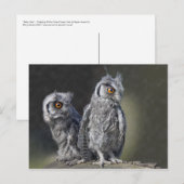 ベビーOwlsはがき ポストカード (正面/裏面)
