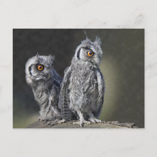 ベビーOwlsはがき ポストカード (正面)