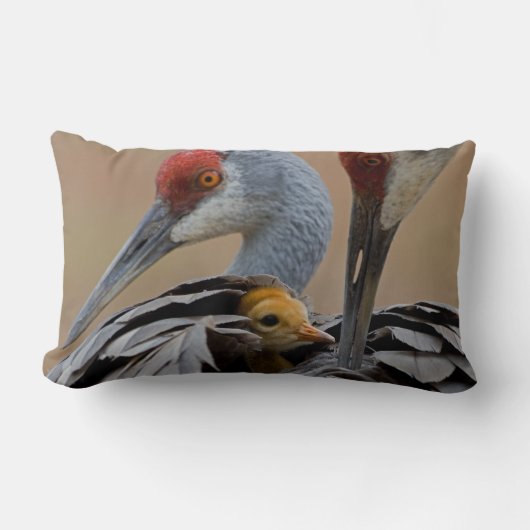 ベビーSandhill ランバークッション (正面)