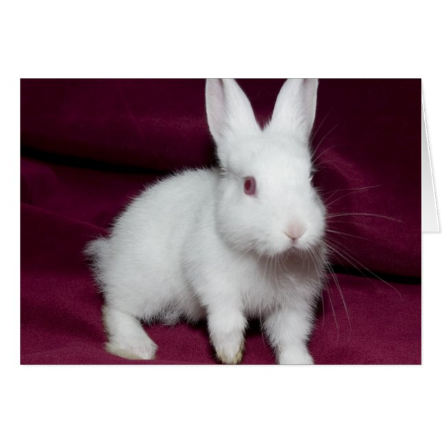 ベビーScarlett (正面横)