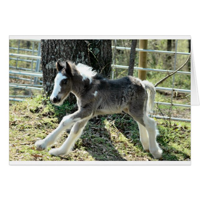 ベビーShaolin 2 (正面横)