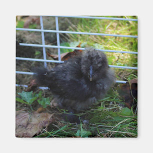 ベビーSilkie マグネット