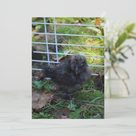 ベビーSilkie 招待状 (スタンド正面)