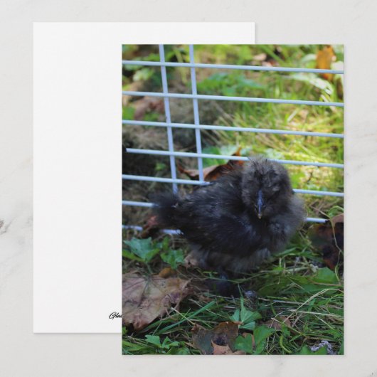 ベビーSilkie 招待状 (正面/裏面)