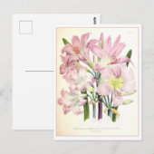 ベラドンナボタニカルイラストレーションヴィンテージ ポストカード (正面/裏面)