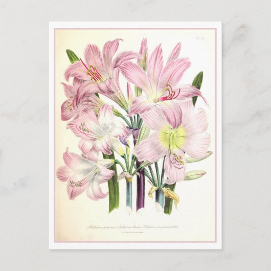 ベラドンナボタニカルイラストレーションヴィンテージ ポストカード (正面)