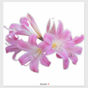 ベラドンナユリのジャージーの花 シール