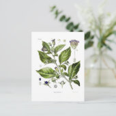 ベラドンナ(Atropa belladona) ポストカード (スタンド正面)