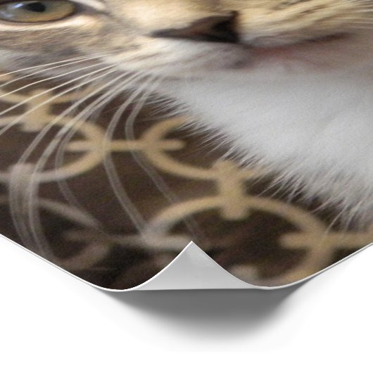 ベラポスター ポスター (角)