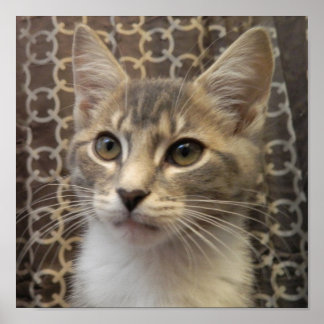 ベラポスター ポスター