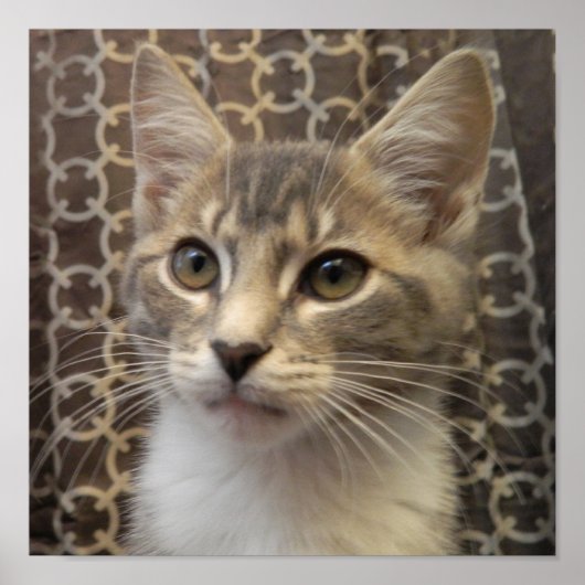 ベラポスター ポスター (正面)