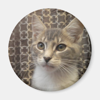 ベラ磁石 マグネット