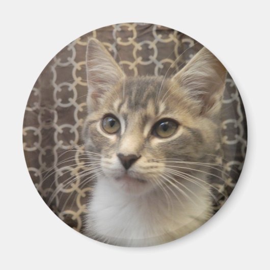 ベラ磁石 マグネット (正面)