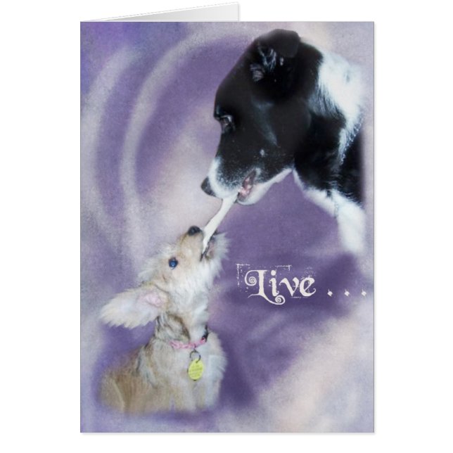 ベラ&バディ (正面)