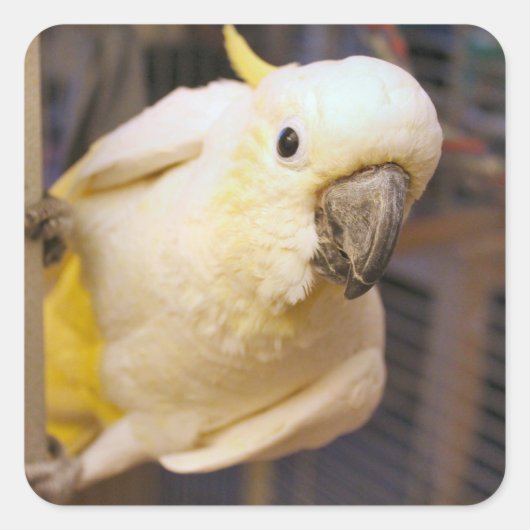 ベラ・ボーイ スクエアシール (正面)