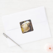 ベラ・ボーイ スクエアシール (封筒)