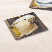 ベラ・ボーイ スクエアペーパーコースター (アングル)