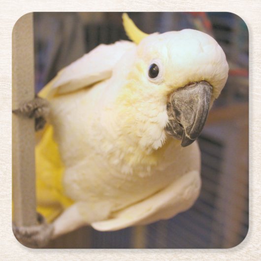 ベラ・ボーイ スクエアペーパーコースター (正面)