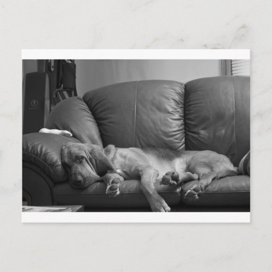 ベラ ポストカード (正面)