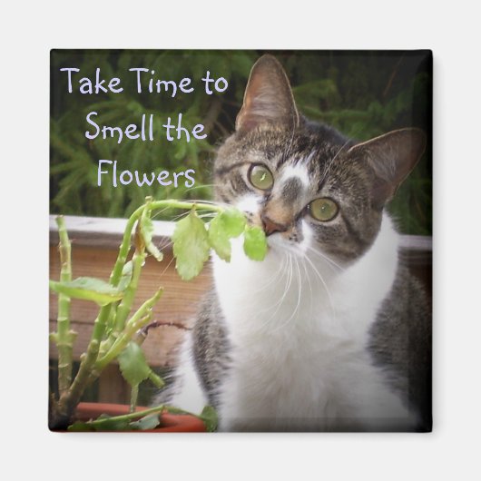 「ベラ」 マグネット (正面)