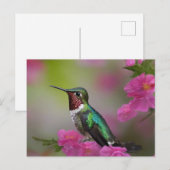 ベリリンハミングバードアットレスト ポストカード (正面/裏面)