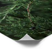 ベリーと木の杉の枝 ポスター (角)