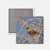 ベリーの中のロビン マグネット (正面/裏面)