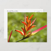 ベリーズの美しいフローラ ポストカード (正面/裏面)