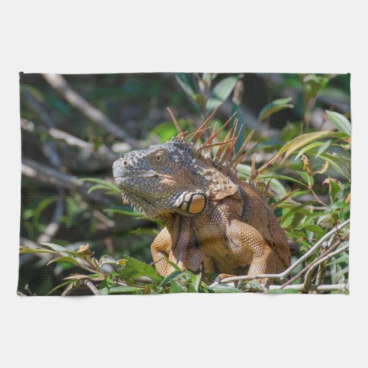 ベリーズの野生生物: オレンジイグアナトカゲの写真 キッチンタオル (横)