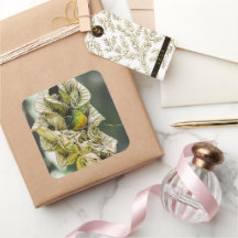 ベリーズオリーブユーフォニアバードフォト