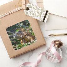 ベリーズオレンジIguana Lizard写真