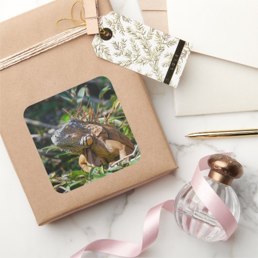 ベリーズオレンジIguana Lizard写真 スクエアシール (ギフト)