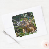 ベリーズオレンジIguana Lizard写真 スクエアシール (封筒)