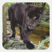 ベリーズシティ動物園。黒いヒョウ スクエアシール (正面)