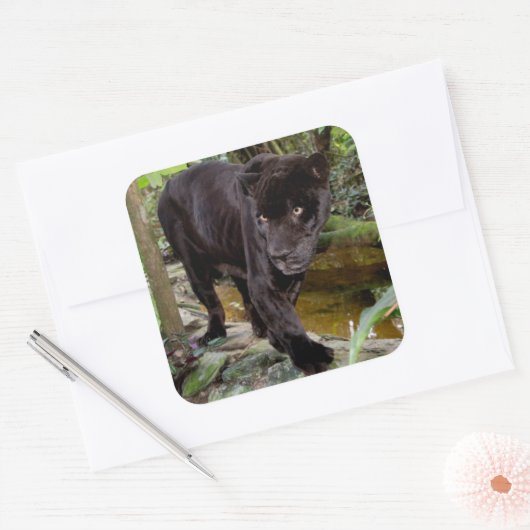 ベリーズシティ動物園。黒いヒョウ スクエアシール (封筒)